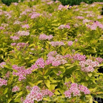 Спирея Зен Спирит Голд, С2 - Dolina-Sad.Ru