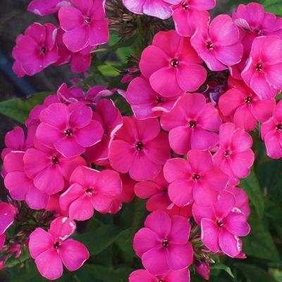 Флокс метельчатый Юник Олд Церизе - Dolina-Sad.Ru