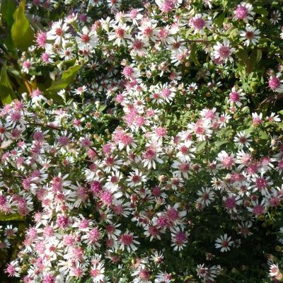 Астра бокоцветковая Леди ин Блэк Астра бокоцветковая Леди ин Блэк - Dolina-Sad.Ru