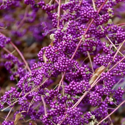 Красивоплодник Иссаи Красивоплодник Иссаи - Dolina-Sad.Ru