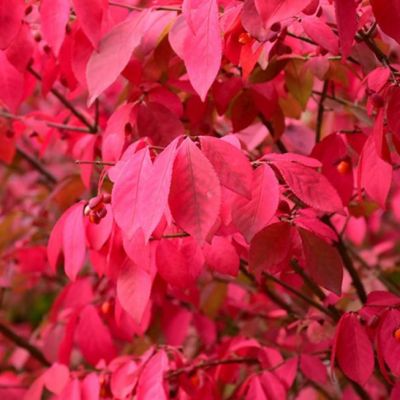 Бересклет Крылатый Чикаго Файер Бересклет Крылатый Чикаго Файер фото