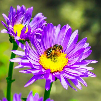 Астра альпийская "Вайолет" фото