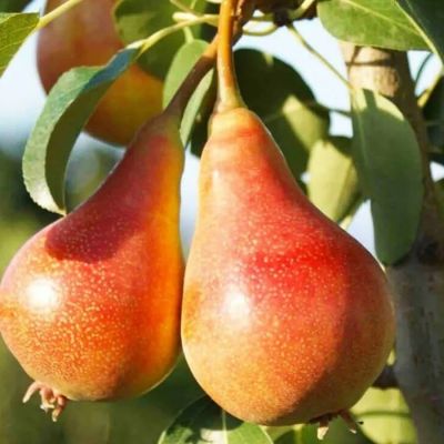 Груша Июньская Красавица - Dolina-Sad.Ru