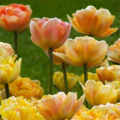 Тюльпан Шарминг Бьюти Тюльпан Шарминг Бьюти фото