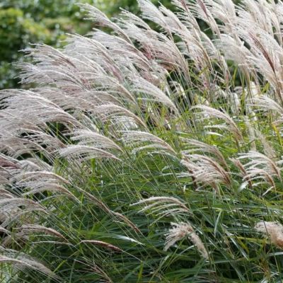 Мискантус китайский Сирене , P11 Мискантус китайский Сирене , P11 фото