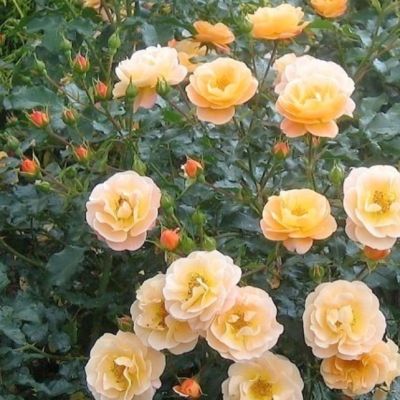 Роза Эмбер Виэл Роза Эмбер Виэл - Dolina-Sad.Ru