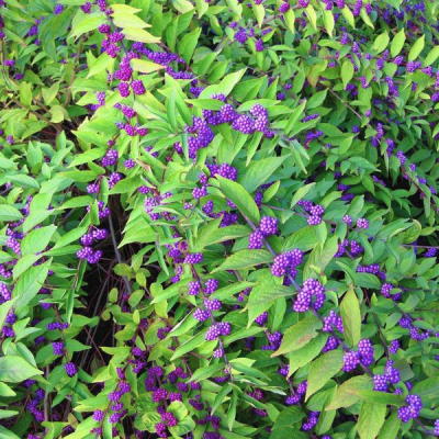 Красивоплодник Иссаи Красивоплодник Иссаи - Dolina-Sad.Ru