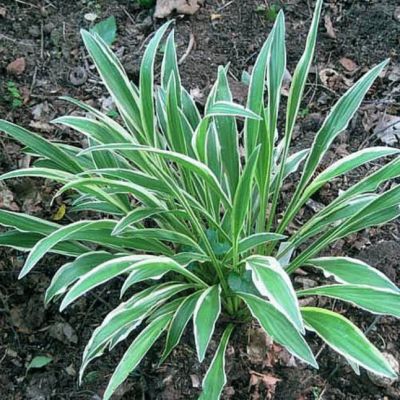 Хоста Сэндхил Крэйн , x Хоста Сэндхил Крэйн , x фото