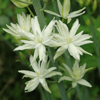 Камассия Лейхтлина Семиплена Камассия Лейхтлина Семиплена фото