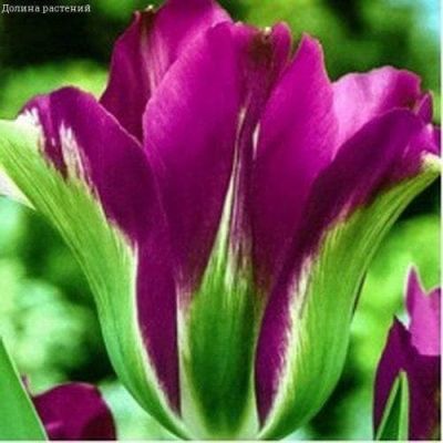 Тюльпан Вайолет Берд Тюльпан Вайолет Берд фото