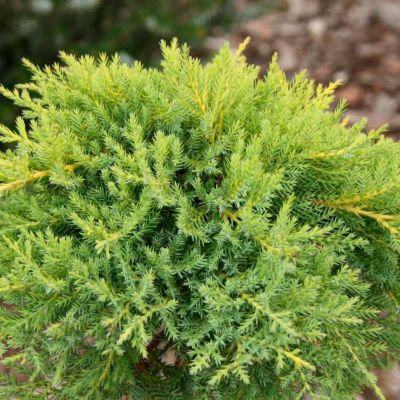 Можжевельник средний Голдкиссен, С3 Можжевельник средний Голдкиссен, С3 - Dolina-Sad.Ru