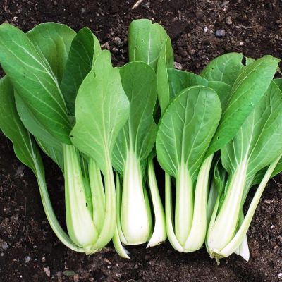 Капуста китайская Ласточка Капуста китайская Ласточка фото