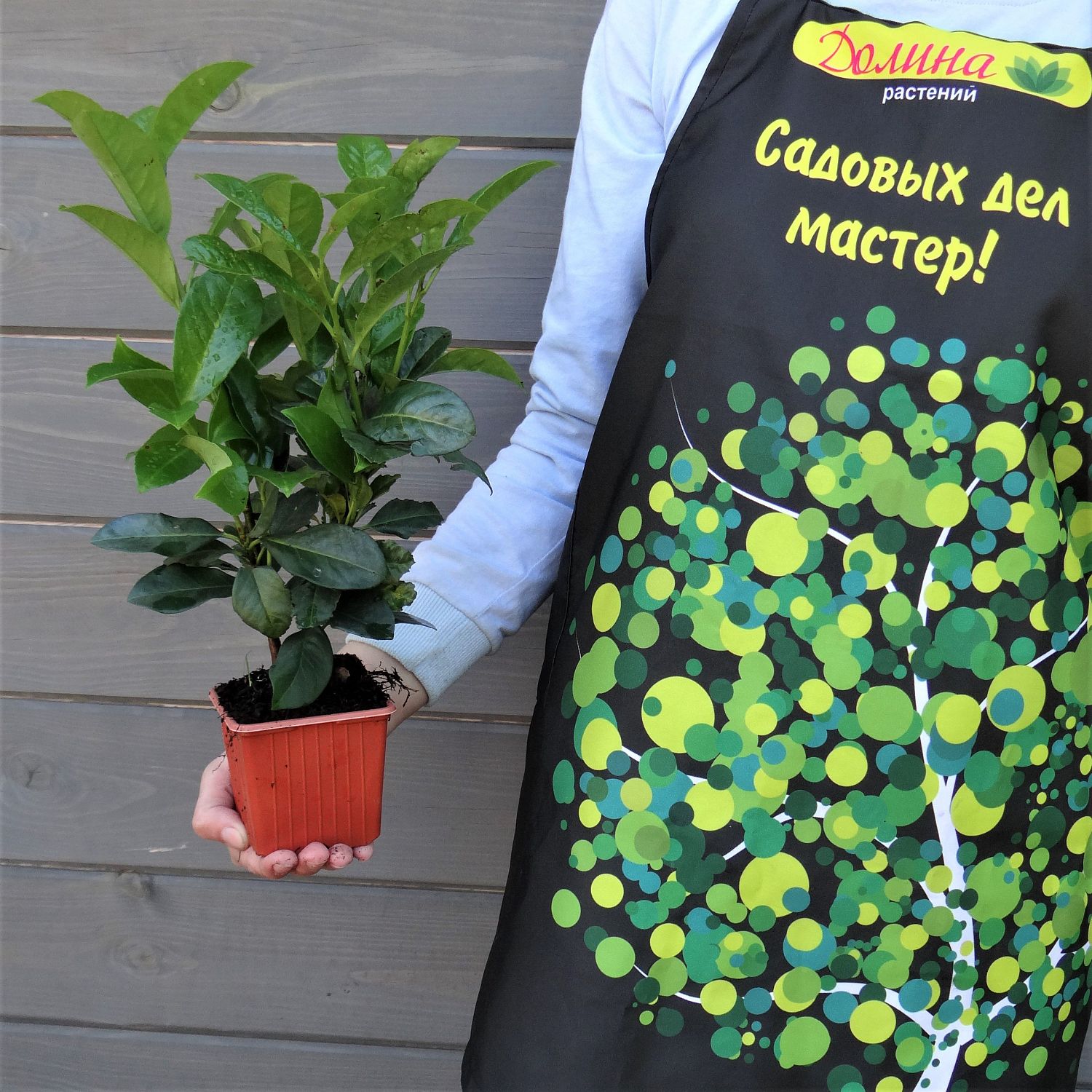 Лавровишня обыкновенная Этна Лавровишня обыкновенная Этна фото