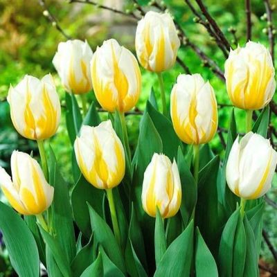 Тюльпан Фламинг Кокет Тюльпан Фламинг Кокет фото