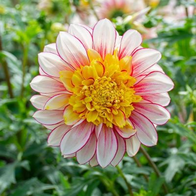 Георгина Полька - Dolina-Sad.Ru