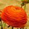 Ранункулюс Оранж Ранункулюс Оранж фото
