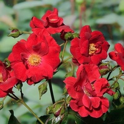 Роза Матадор Роза Матадор - Dolina-Sad.Ru