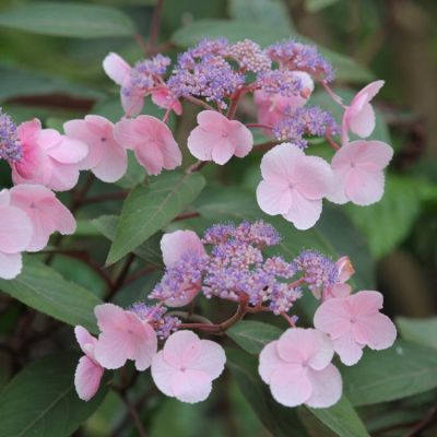 Гортензия шершавая Хот Чоколэйт Гортензия шершавая Хот Чоколэйт фото