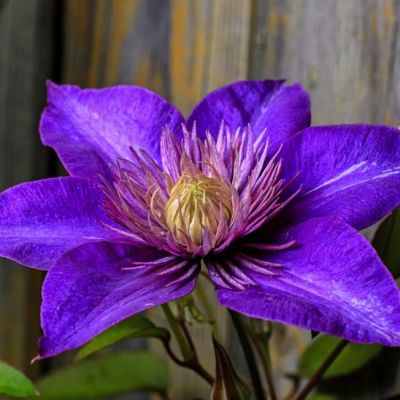 Клематис Пантер Клематис Пантер - Dolina-Sad.Ru