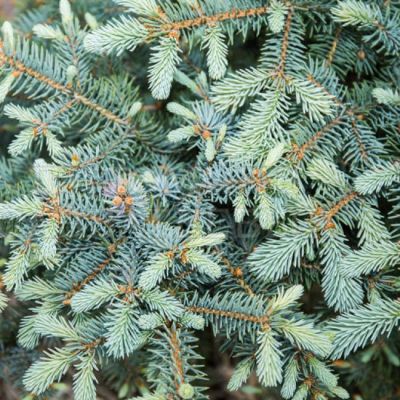 Ель колючая Эрих Фрам Ель колючая Эрих Фрам фото